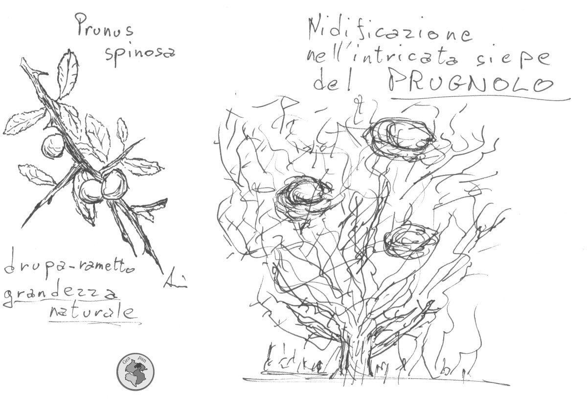 Prunus
        spinosa, schizzo di Annibale Covini
