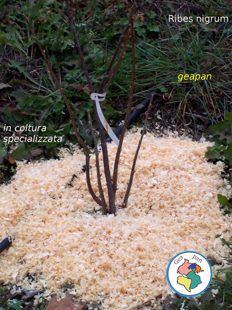 Ribes
        nigrum con manichetta irrigazione h2o